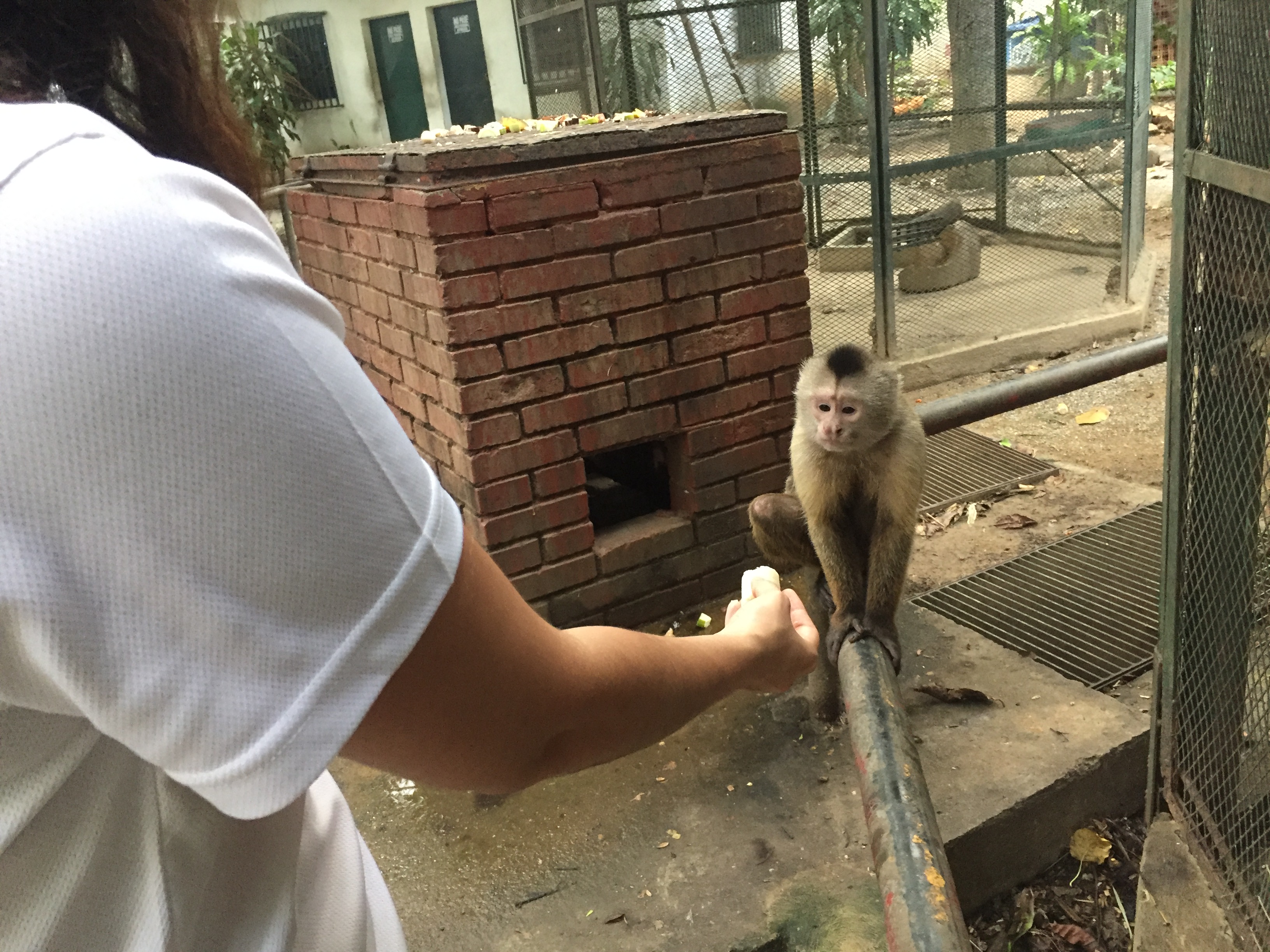 Endangered Animal Rescue Fund - Zoo Animal Venezuelan - SAI