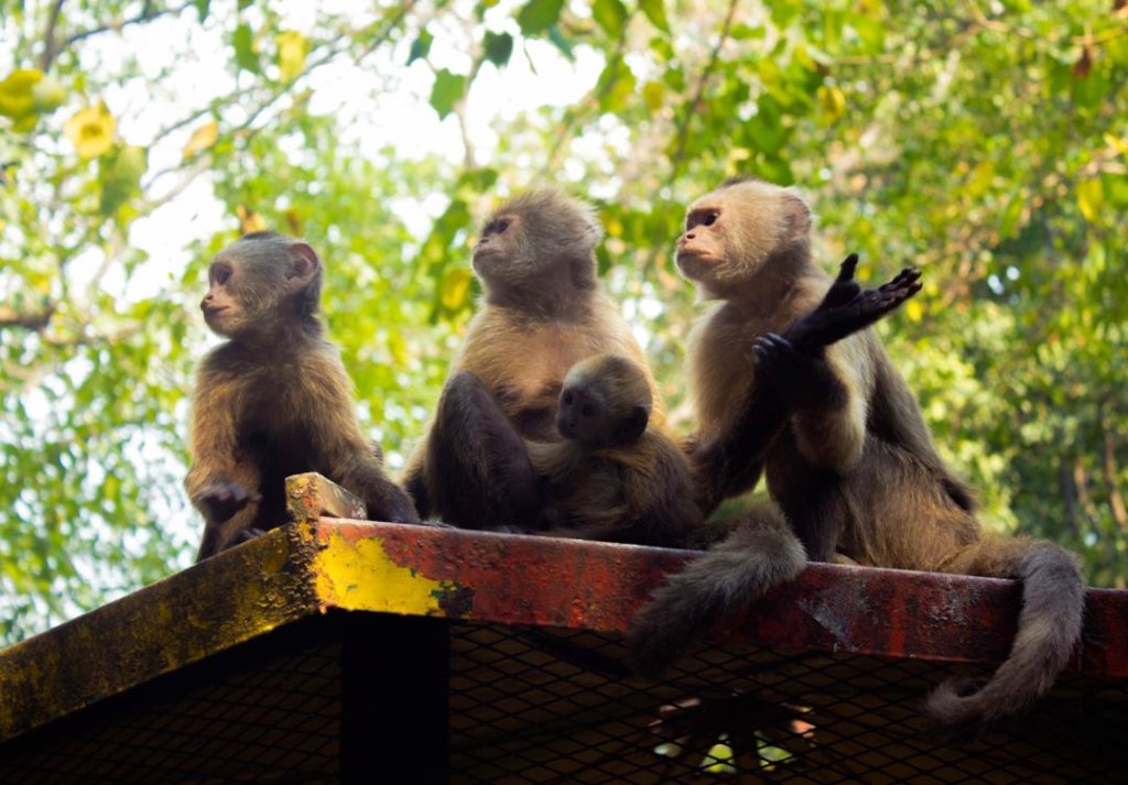 A family of monkeys resting together at a zoo in Venezuela during the SAI animal rescue program.