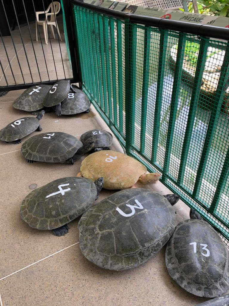 Turtles at a zoo in Venezuela during the SAI Zoo Animal Rescue Program.