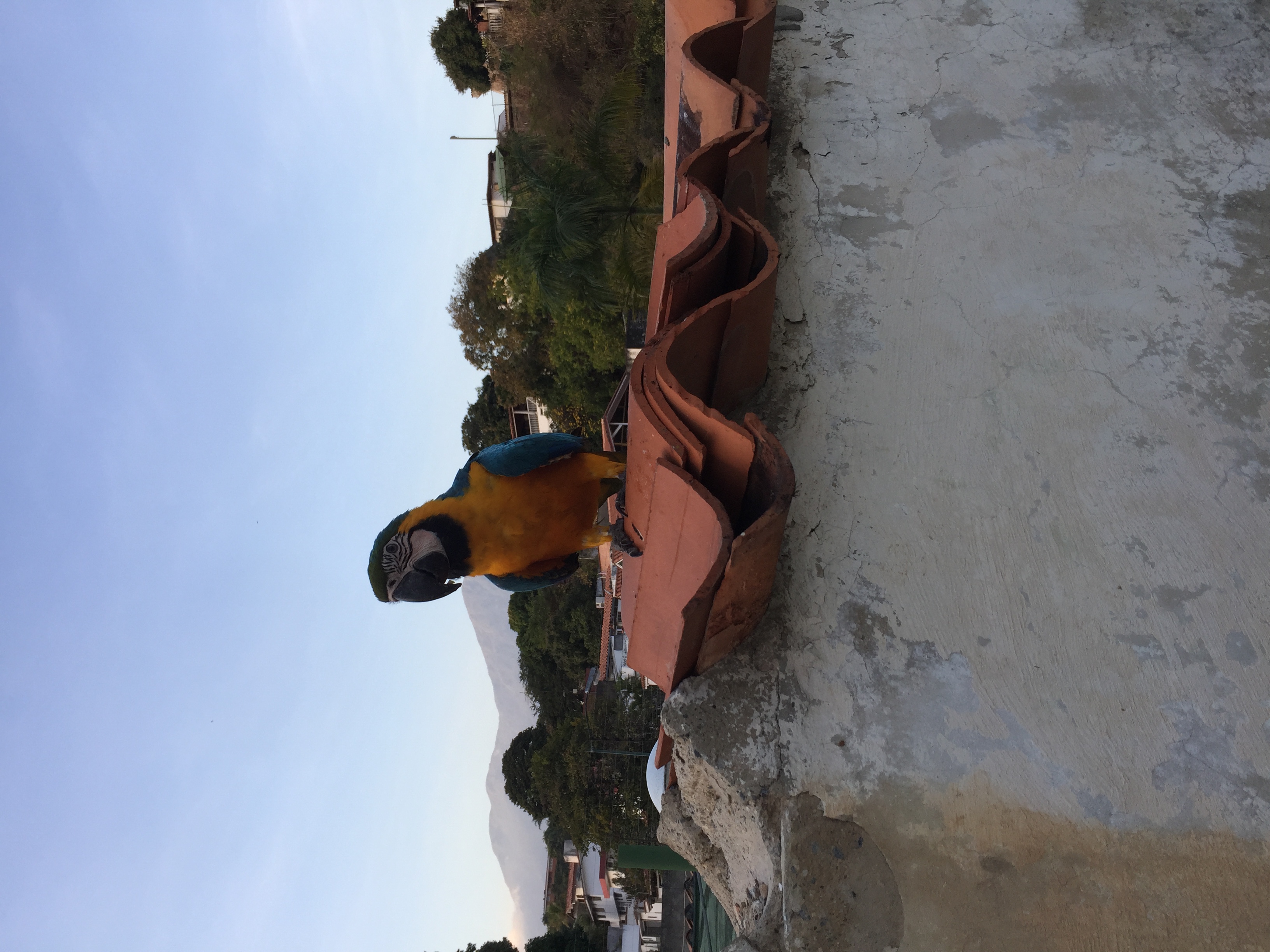 A colorful macaw perched on a rooftop in Venezuela.