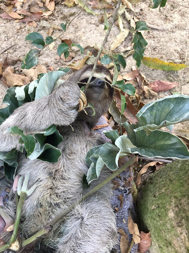 A rescued sloth resting on the ground among leaves and branches in Venezuela.