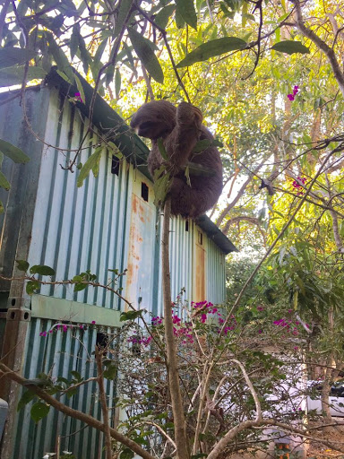 A sloth resting in a tree near a protected rescue area in Venezuela.