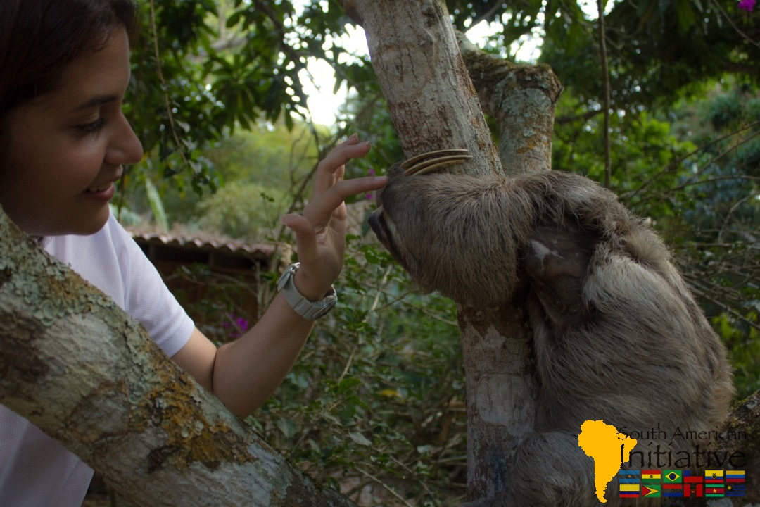 SAI volunteer reaching toward a sloth in a tree during an animal rescue visit in Venezuela.