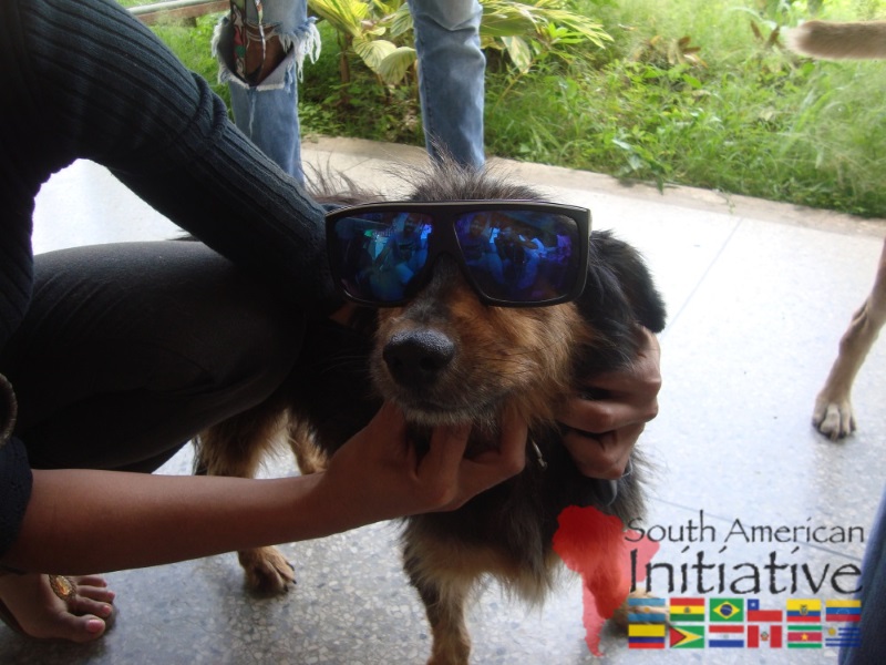 A rescued dog wearing protective sunglasses while being gently held in Venezuela.