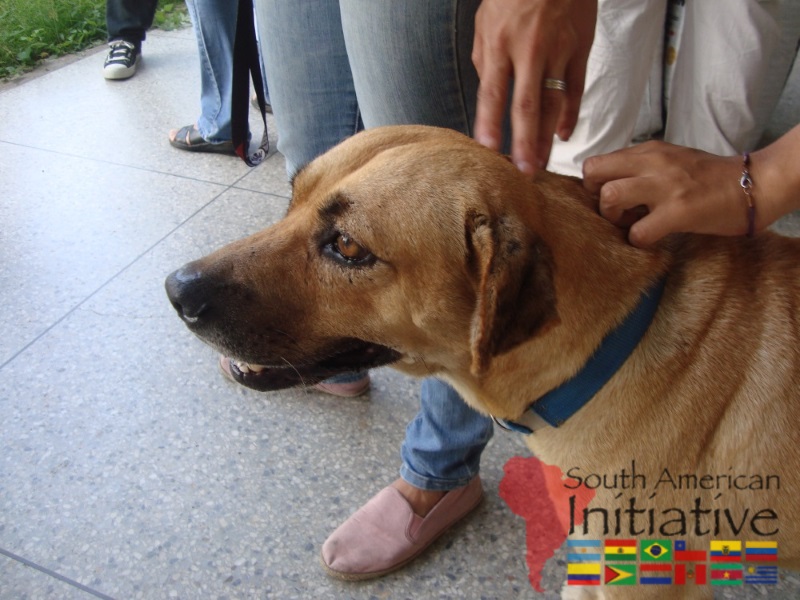 A rescued dog being gently cared for by people in Venezuela.