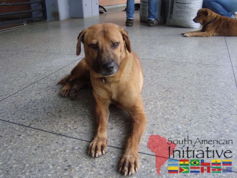 A rescued dog resting safely at a shelter supported by SAI in Venezuela.