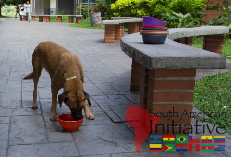 A rescued dog eating from a bowl outdoors in Venezuela.