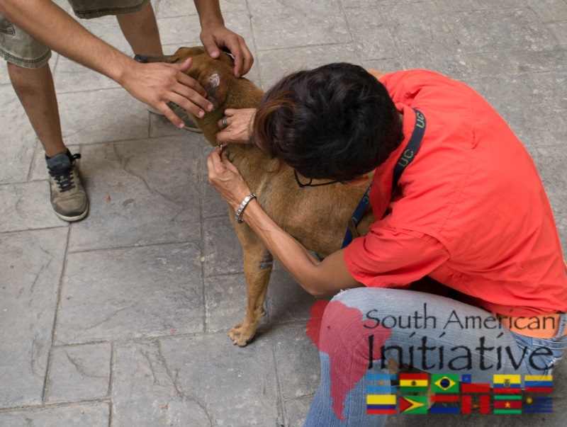A caregiver treating a rescued dog with support from SAI in Venezuela.
