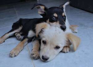Two rescued puppies resting together while receiving care from SAI in Venezuela.
