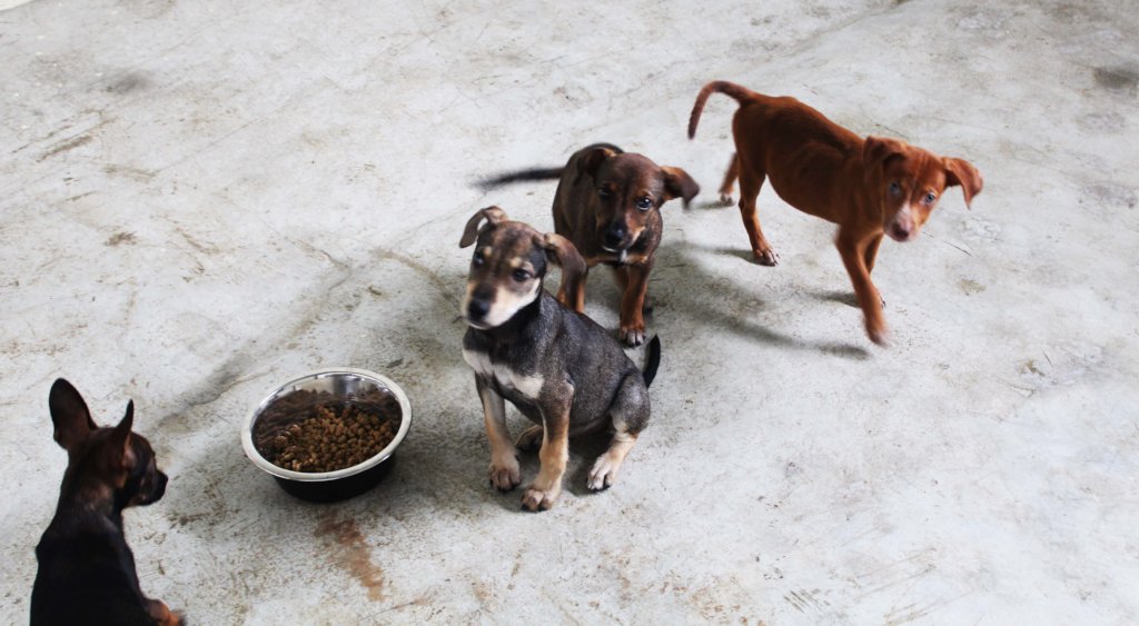 Rescued puppies near a food bowl while receiving care from SAI in Venezuela.