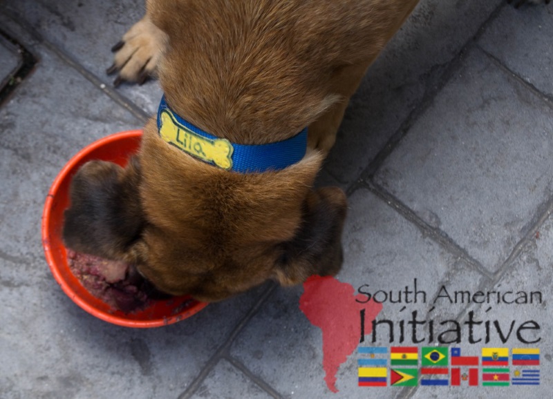 A rescued dog eating from a bowl with support from SAI in Venezuela.
