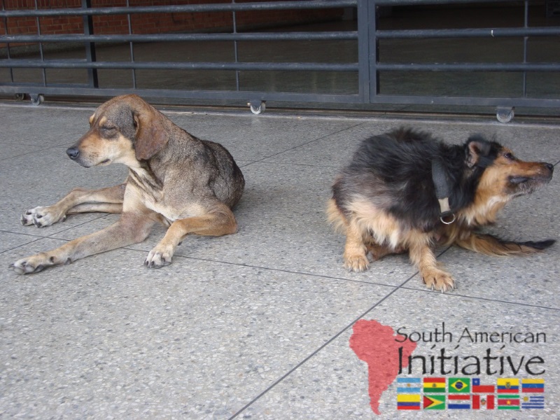 SAI Partners shelters provide homes for dogs.