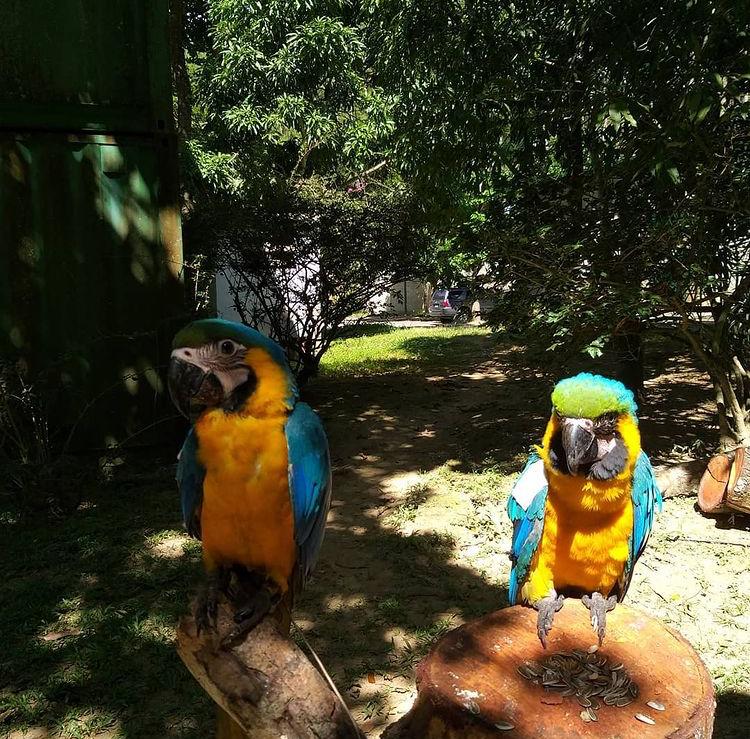 Rescued birds in Venezuela Zoo.