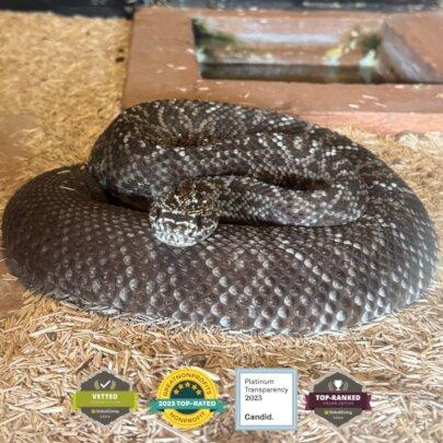 SAI (South American Initiative), a dedicated non-profit in Venezuela, expands its rescue efforts to include vulnerable wildlife, ensuring their safety and rehabilitation. This image captures a snake resting on a bed of wood shavings inside a structured enclosure, highlighting the careful conditions provided for rescued animals. The snake's patterned scales reflect its unique markings, adding to the visual detail of its protected environment. Through the tireless work of volunteers and the generosity of donors, SAI continues to safeguard wildlife, offering them shelter, rehabilitation, and the care they need to thrive.