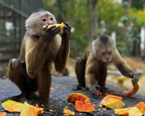 SAI Provides Safe Sanctuary and Nourishing Meals for Rescued Monkeys in Venezuela SAI (South American Initiative), a dedicated non-profit in Venezuela, extends its rescue efforts beyond dogs to include vulnerable wildlife. This image captures two rescued monkeys enjoying a nourishing meal, holding pieces of fruit—possibly papaya—while surrounded by scattered portions on a surface. One monkey attentively eats while the other engages with its food, demonstrating the care and sustenance provided in their sanctuary. The background features greenery and a fence, reinforcing the structured environment SAI maintains to ensure rescued animals have a secure space for rehabilitation. Through the dedication of volunteers and generous donors, SAI continues to foster compassionate care for all creatures in need.