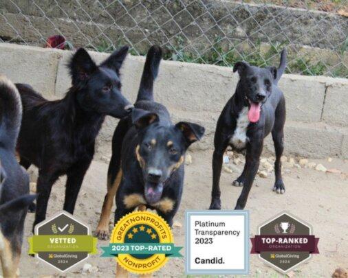 SAI Rescues and Cares for Dogs in Venezuela, Upholding Top Nonprofit Standards SAI (South American Initiative), a compassionate non-profit, provides shelter and essential care for rescued dogs in Venezuela. In this image, three mixed-breed dogs stand attentively in an outdoor area enclosed by a wire fence, symbolizing the protection and safety SAI offers to animals in need. At the bottom, multiple badges highlight SAI’s top nonprofit rankings, including GlobalGiving vetting, GreatNonprofits Top-Rated status, Platinum Transparency from Candid, and its GlobalGiving top-ranking—reinforcing the organization’s commitment to credibility and high-impact rescue efforts. Through generous donations and devoted volunteers, SAI continues to give abandoned animals a second chance at life.