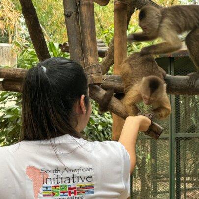 SAI Promotes Wildlife Conservation Through Humane Interaction in Venezuela SAI (South American Initiative), a compassionate non-profit in Venezuela, extends its outreach to wildlife conservation, fostering ethical care and education. This image captures a touching moment between a volunteer wearing a white shirt featuring the "South American Initiative" logo and two monkeys in a structured enclosure. One monkey reaches toward the volunteer’s hand, showcasing trust and curiosity. Wooden platforms and lush greenery form the backdrop, emphasizing the natural setting provided for rescued animals. Through the dedication of volunteers and the generosity of donors, SAI continues to support wildlife protection, ensuring animals receive the care, shelter, and respect they deserve.