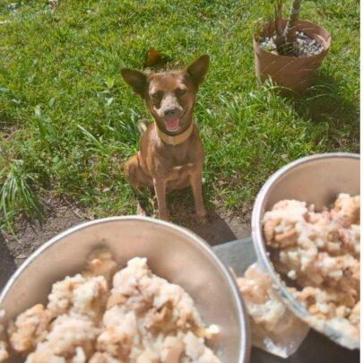 SAI (South American Initiative), a compassionate non-profit, ensures rescued dogs in Venezuela receive nutritious meals for their health and well-being. In this image, a dog sits peacefully on a grassy area while two bowls of food, filled with a mixture of rice and meat, are placed in the foreground. The setting, complete with a potted plant in the background, reinforces SAI’s commitment to providing rescued animals with sustenance and a comfortable environment. Through generous donations and dedicated volunteers, SAI continues to deliver essential food and care to vulnerable dogs, helping them recover and thrive.