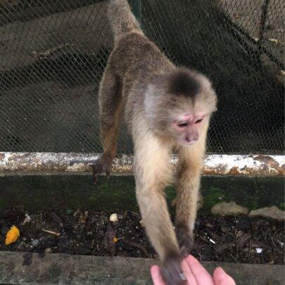 SAI (South American Initiative), a dedicated non-profit in Venezuela, extends its wildlife rescue efforts to ensure monkeys receive ethical care and rehabilitation. This image captures a meaningful moment as a monkey reaches through a mesh fence to gently touch a volunteer’s extended hand, demonstrating curiosity and trust. The dirt-covered ground and enclosure structure reflect the carefully maintained environment provided for rescued wildlife. Through patience and compassionate interaction, SAI volunteers work to create a safe and nurturing space for animals in need, reinforcing the organization’s commitment to responsible wildlife care. Thanks to the support of donors and the dedication of volunteers, SAI continues to protect and uplift vulnerable species across Venezuela.
