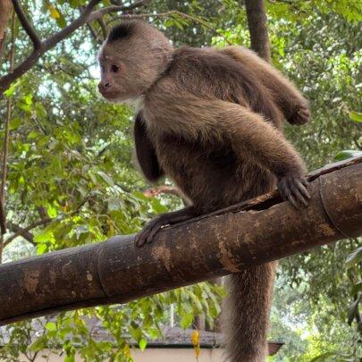 SAI (South American Initiative), a dedicated non-profit in Venezuela, extends its rescue efforts to include vulnerable wildlife, ensuring their safety and rehabilitation. This image captures a monkey perched on a thick branch, attentively observing its surroundings in a forested environment. With its light brown and gray fur, the monkey blends into the lush greenery, reflecting the natural habitat recreated in SAI’s care facilities. Through structured enclosures and compassionate wildlife conservation practices, SAI provides rescued animals with security, nourishment, and an opportunity to thrive in protected spaces. Thanks to the tireless work of volunteers and the generosity of donors, SAI continues to safeguard endangered species, offering them a second chance at life.