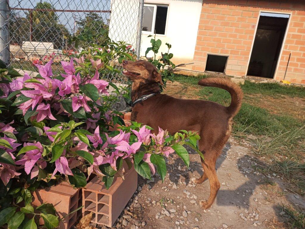 SAI Provides Shelter and Compassionate Care for Rescued Dogs in Venezuela SAI (South American Initiative), a dedicated non-profit, continues its mission to support rescued dogs in Venezuela by providing secure shelter, nourishment, and medical aid. In this image, a brown dog stands curiously near a vibrant flowering plant with pink blossoms, surrounded by lush greenery. Behind the scene, a brick building with an open door and a window reinforces SAI’s commitment to offering animals a safe and welcoming environment. The carefully maintained space reflects the organization’s ongoing efforts to ensure that rescued dogs receive both physical protection and emotional comfort as they recover and find hope.