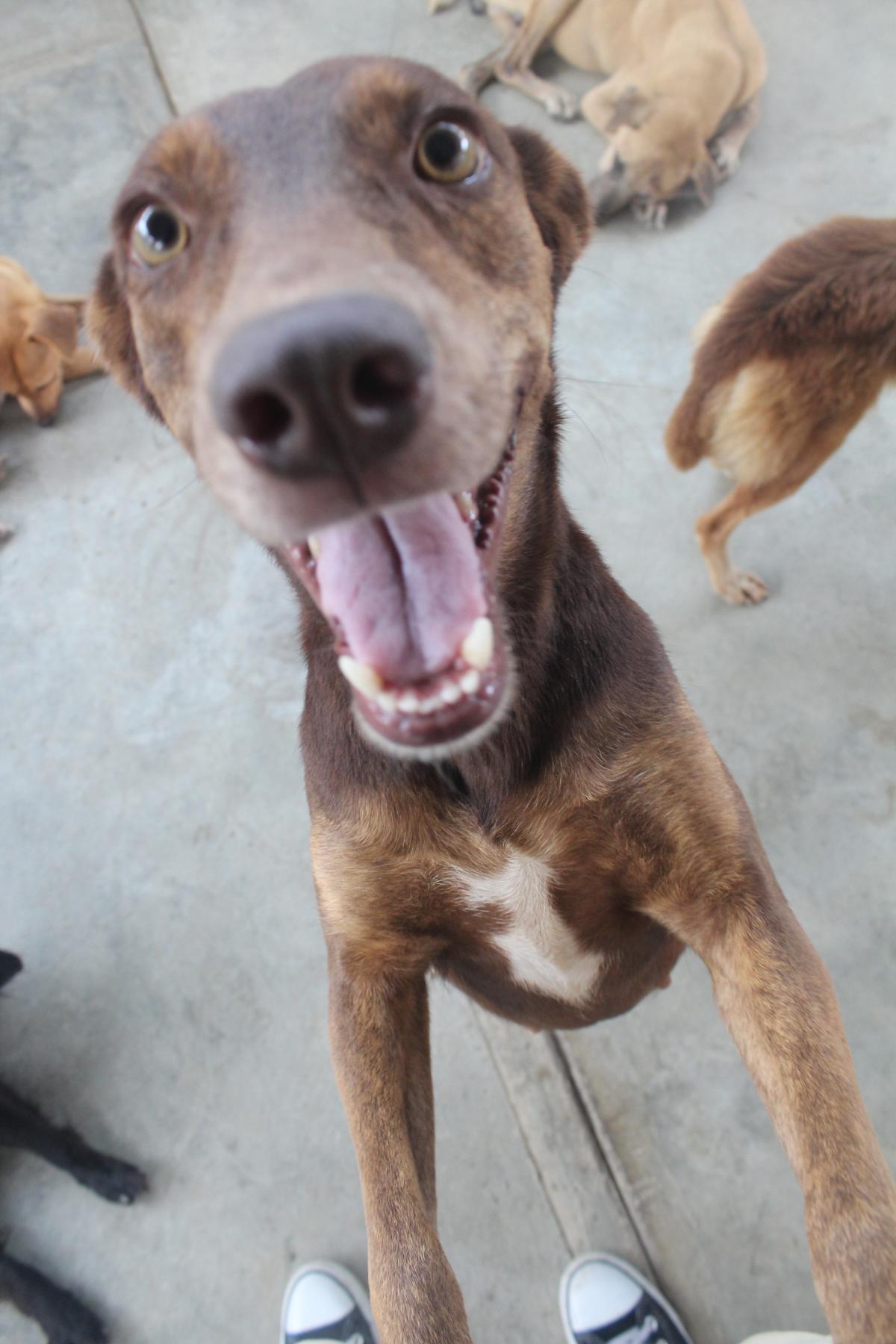 SAI Provides Safe Haven and Joyful Moments for Rescued Dogs in Venezuela SAI (South American Initiative), a compassionate non-profit in Venezuela, ensures rescued dogs receive shelter, nourishment, and proper care in a welcoming environment. In this image, an excited brown dog with a white patch on its chest stands on its hind legs, playfully sticking out its tongue while looking directly at the camera. In the background, other rescued dogs relax on a concrete floor, reinforcing SAI’s commitment to providing a secure and comfortable space for vulnerable animals. Thanks to generous donations and dedicated volunteers, SAI continues to improve the lives of rescued dogs across Venezuela, ensuring they experience joy, care, and companionship in a loving sanctuary.
