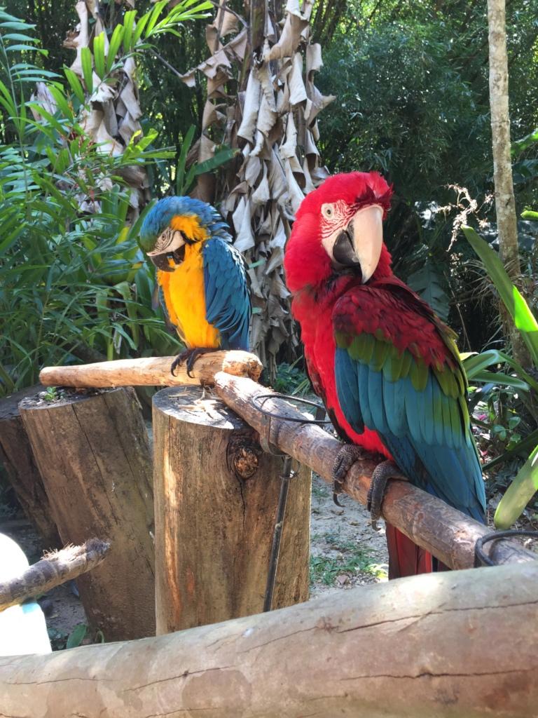 SAI Provides Safe Sanctuary for Rescued Parrots in Venezuela SAI (South American Initiative), a dedicated non-profit in Venezuela, extends its rescue efforts to include vulnerable wildlife, ensuring their rehabilitation and protection. This image captures two vibrant parrots perched on wooden branches within a lush, tropical environment. The parrot on the left displays striking blue and yellow feathers, while the parrot on the right showcases a dazzling mix of red, green, and blue plumage. The surrounding greenery reinforces the natural setting provided for rescued birds, highlighting SAI’s commitment to creating safe habitats that support their well-being. Through the tireless efforts of volunteers and the generosity of donors, SAI continues to safeguard endangered species, offering them proper care and the chance to thrive.