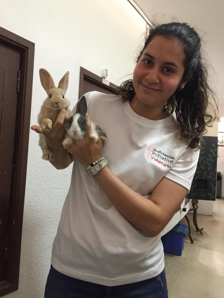 SAI Volunteers Provide Compassionate Care for Rabbits in Venezuela SAI (South American Initiative), a dedicated non-profit in Venezuela, extends its animal welfare efforts to rabbits, ensuring they receive proper care and a safe environment. This image captures a volunteer holding two rabbits—one light brown and the other gray and white—demonstrating the gentle attention given to these animals. The volunteer wears a white t-shirt with "North American Initiative Voluntario" printed on it, reflecting the organization’s commitment to hands-on care. The background includes a white wall, a brown door, and some furniture, suggesting a well-maintained space where the rabbits are housed and nurtured. Thanks to the dedication of volunteers and the generosity of donors, SAI continues to provide security and the nurturing attention these animals deserve.