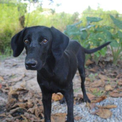 SAI (South American Initiative), a dedicated non-profit, works tirelessly to protect and nurture rescued dogs in Venezuela. In this image, a black dog with floppy ears stands alert on a ground covered in fallen leaves, surrounded by abundant greenery. Its glossy coat and keen gaze exemplify the care and support provided through SAI’s animal welfare efforts. By ensuring these dogs have secure shelter, nutritious meals, and medical treatment, SAI continues to offer vulnerable animals a second chance at life, helping them recover and thrive in a safe environment.