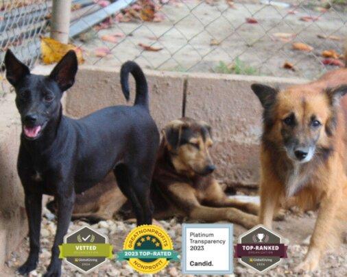 SAI Provides Shelter and Care for Rescued Dogs in Venezuela SAI (South American Initiative), a compassionate non-profit, ensures rescued dogs in Venezuela receive the care they need to thrive. In this image, three dogs—one black with upright ears, another with a brown and black coat lying down, and a third fluffy brown and white dog—stand in a secure outdoor area surrounded by a chain-link fence. The setting reflects SAI’s commitment to protecting vulnerable animals while providing food, medical aid, and safe shelter. At the bottom, four badges highlight SAI’s top recognitions, including 2023 Top-Rated Nonprofit, Platinum Transparency from Candid, GlobalGiving vetting, and Top-Ranked status—showcasing its credibility and ongoing impact in animal welfare.