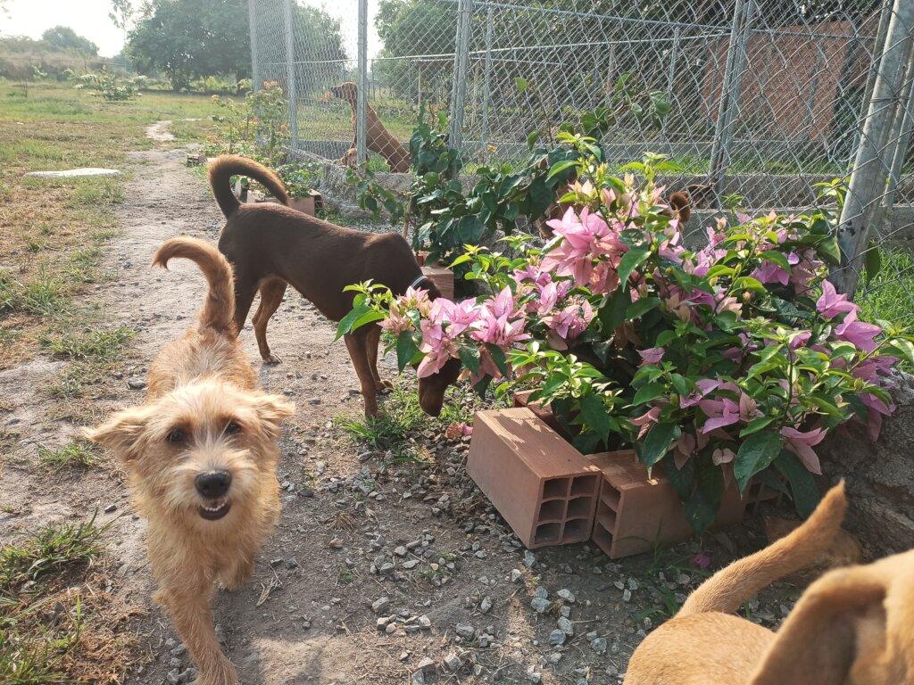 SAI Creates Safe Spaces for Rescued Dogs in Venezuela SAI (South American Initiative), a devoted non-profit, works to protect and care for rescued dogs in Venezuela. In this image, a small light brown dog gazes directly at the camera while another dog curiously sniffs a blooming pink-flowered bush nearby. Behind them, a secure fenced area holds more dogs, reinforcing SAI’s commitment to providing rescued animals with a safe and caring environment. The mix of dirt, grass, and bricks in the scene reflects the effort to maintain a welcoming outdoor space for the dogs. Through generous donations and dedicated volunteers, SAI continues to provide nourishment, shelter, and medical care, offering abandoned animals a second chance at life.