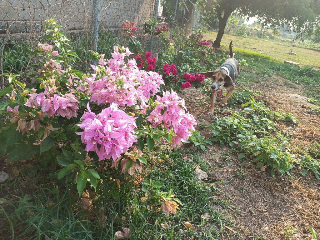 SAI Provides a Peaceful Sanctuary for Rescued Dogs in Venezuela SAI (South American Initiative), a compassionate non-profit, ensures rescued dogs in Venezuela have access to safe and peaceful environments where they can thrive. In this image, a dog walks along a garden path surrounded by vibrant pink and red flowers, embodying the serenity and care provided by SAI’s shelter efforts. The fenced garden and lush greenery create a welcoming space for animals recovering from hardship. Through generous donations and dedicated volunteers, SAI continues to provide rescued dogs with shelter, nourishment, and the chance to enjoy the beauty of nature in a secure environment.