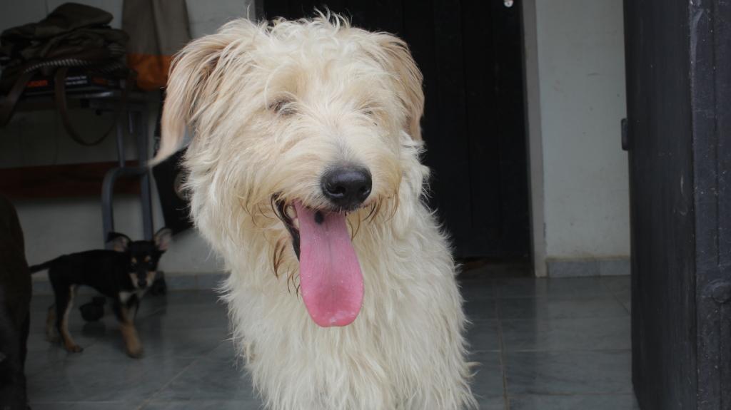SAI Provides Care and Shelter for Rescued Dogs in Venezuela SAI (South American Initiative), a compassionate non-profit, works to improve the lives of rescued dogs in Venezuela by providing them with shelter, nourishment, and medical attention. In this image, a large, fluffy dog with light-colored fur pants happily indoors, its long pink tongue hanging out, embodying the care and comfort it receives from SAI’s rescue efforts. Behind it, a smaller black and tan dog stands attentively, reinforcing the companionship and security provided in SAI’s shelter environment. Through generous donations and committed volunteers, SAI continues to protect vulnerable animals, ensuring they receive the attention, love, and resources needed to thrive.