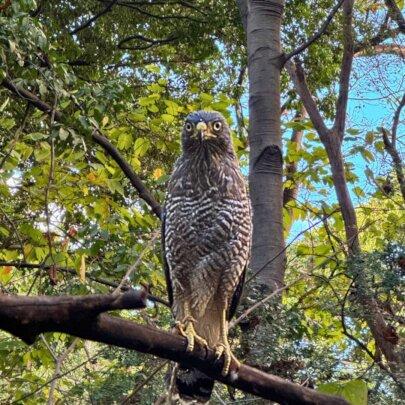 SAI Rescues and Rehabilitates Birds of Prey in Venezuela SAI (South American Initiative), a compassionate non-profit organization in Venezuela, extends its rescue efforts to birds of prey, ensuring their rehabilitation and well-being. This image features a majestic hawk perched with its sharp gaze, highlighting its strong, curved beak and striking plumage. The bird stands in a structured enclosure, emphasizing SAI’s commitment to providing a safe environment for rescued wildlife. Through the dedication of volunteers and the generosity of donors, SAI continues to support the recovery and protection of vulnerable animals across Venezuela, offering them the care they need to thrive.