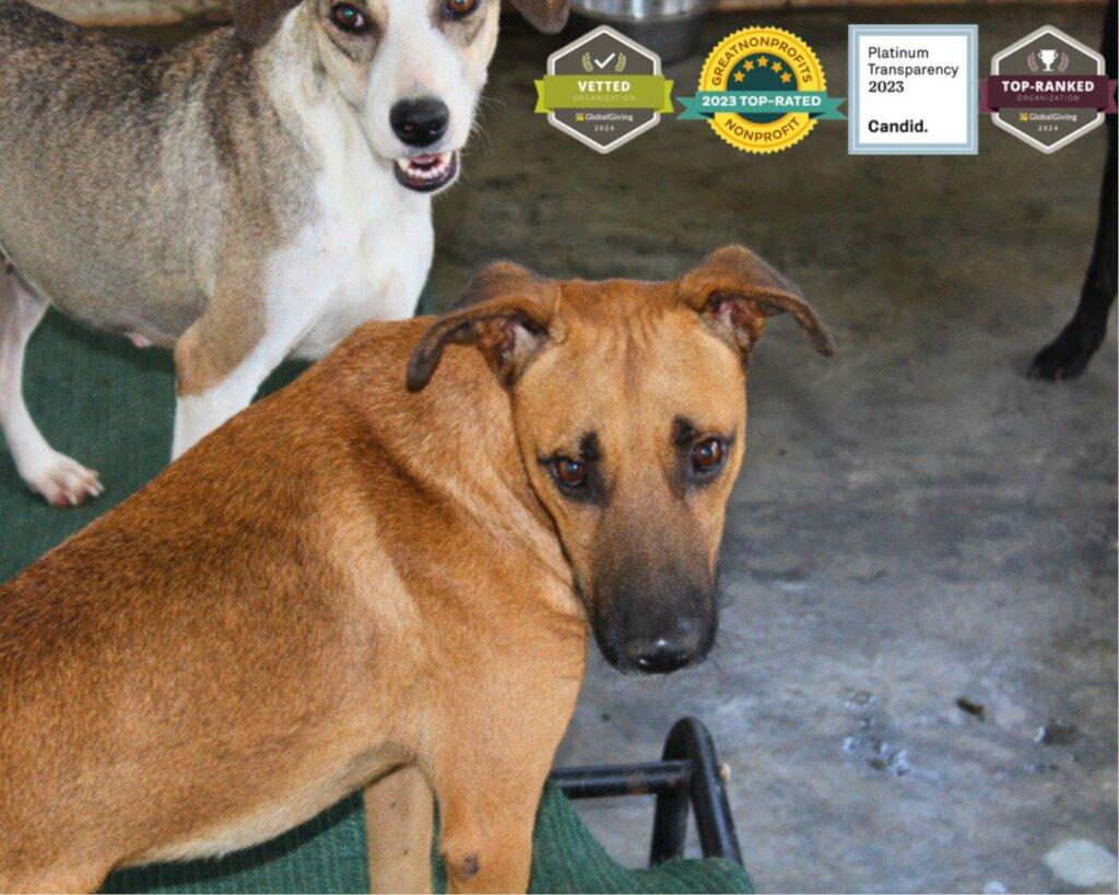 SAI Provides Shelter and Care for Rescued Dogs in Venezuela SAI (South American Initiative), a compassionate non-profit, ensures that rescued dogs in Venezuela receive protection, nourishment, and medical attention. In this image, two dogs—a brown-coated one looking toward the camera and a lighter-colored dog with patches of brown—stand on a sturdy green mat placed on a concrete floor, representing the safety and comfort SAI offers to animals in need. At the upper right corner, four badges highlight SAI’s top recognitions, including Vetted Organization - GlobalGiving, 2023 Top-Rated Nonprofit, Platinum Transparency 2023, and Top-Ranked Organization - GlobalGiving 2022—reinforcing the organization’s commitment to credibility and impactful rescue efforts. Through generous donations and devoted volunteers, SAI continues to provide shelter, medical aid, and loving support for animals in need.