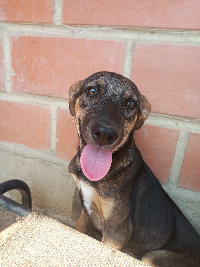 SAI Provides Safe Haven and Nourishment for Rescued Dogs in Venezuela SAI (South American Initiative), a compassionate non-profit, ensures rescued dogs in Venezuela receive proper care, food, and protection. In this image, a dark brown and black-coated dog sits calmly before a brick wall with its tongue out, appearing content and well-cared-for. The setting reinforces SAI’s commitment to providing rescued animals with secure shelter and essential nourishment. Through generous donations and dedicated volunteers, SAI continues to improve the lives of vulnerable dogs, ensuring they receive the love and resources needed to thrive.