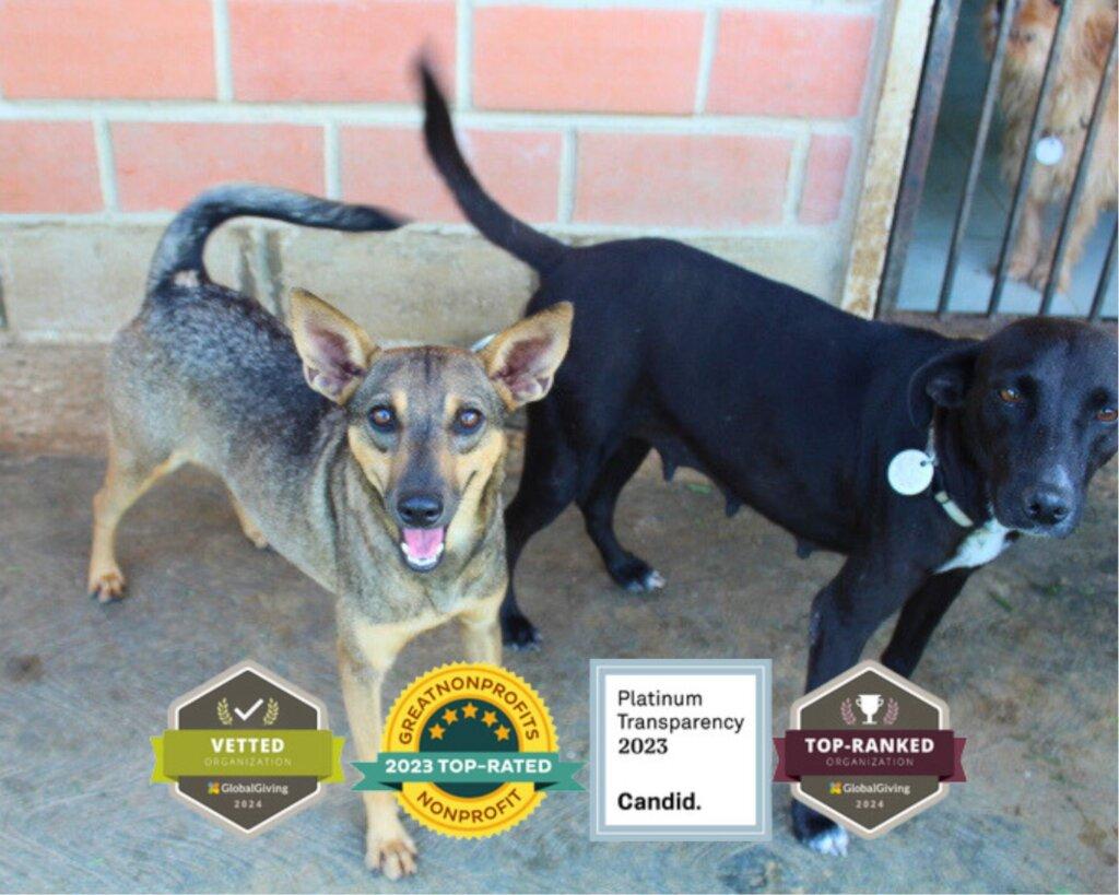 SAI Provides Safe Haven and Care for Rescued Dogs in Venezuela SAI (South American Initiative), a compassionate non-profit, ensures rescued dogs in Venezuela receive protection, nourishment, and medical care. In this image, two dogs—a light brown one with a darker back and a black one with a white chest—stand confidently on a concrete floor, wearing collars that indicate their safety and care. A third dog waits behind a metal gate, symbolizing the continuous efforts to give vulnerable animals a secure home. At the bottom, four distinguished badges highlight SAI’s credibility, including GlobalGiving vetting, Top-Rated Nonprofit status, Platinum Transparency from Candid, and its high ranking among charitable organizations—reinforcing its commitment to improving the lives of rescued dogs. Through generous donations and dedicated volunteers, SAI continues to provide food, medical aid, and loving support to animals in need.