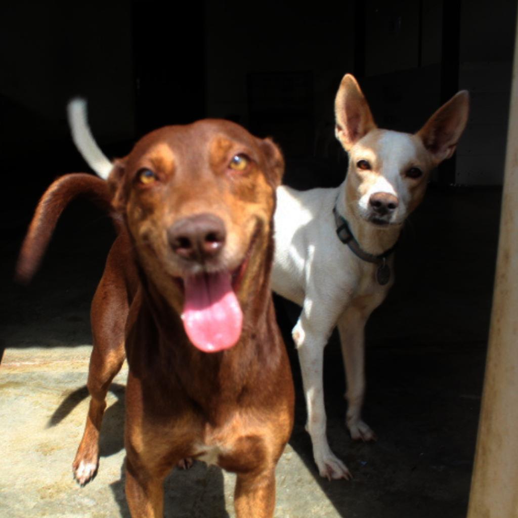 SAI (South American Initiative), a compassionate non-profit, ensures rescued dogs in Venezuela receive proper shelter, care, and nutrition. In this image, a playful brown dog with its tongue out approaches the camera, while a white dog stands calmly in the background, wearing a collar that represents the care and security provided by SAI. The concrete setting reinforces the organization's commitment to offering a safe environment for animals in need. Through generous donations and volunteer efforts, SAI continues to provide food, medical aid, and protection to rescued dogs, ensuring they live healthier, happier lives.