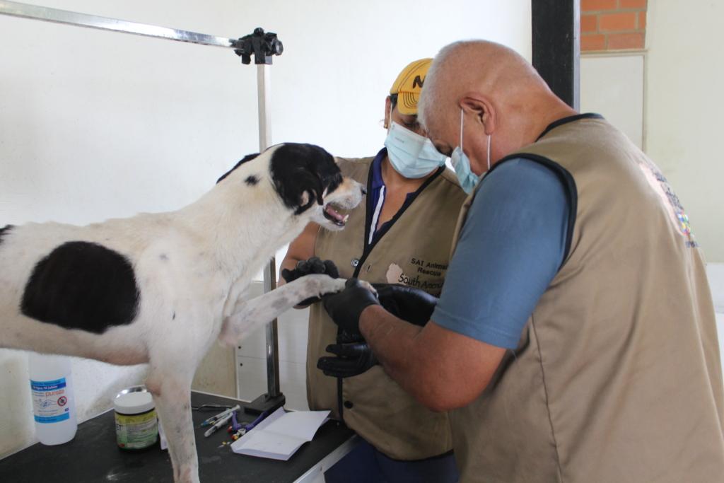 Rescued dog receiving medical care!
