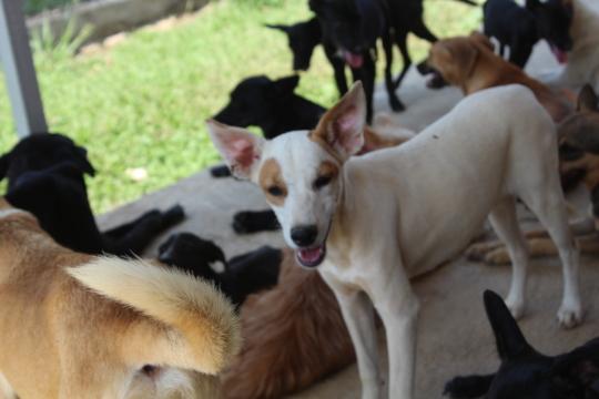 rescue dogs enjoying a peaceful afternoon