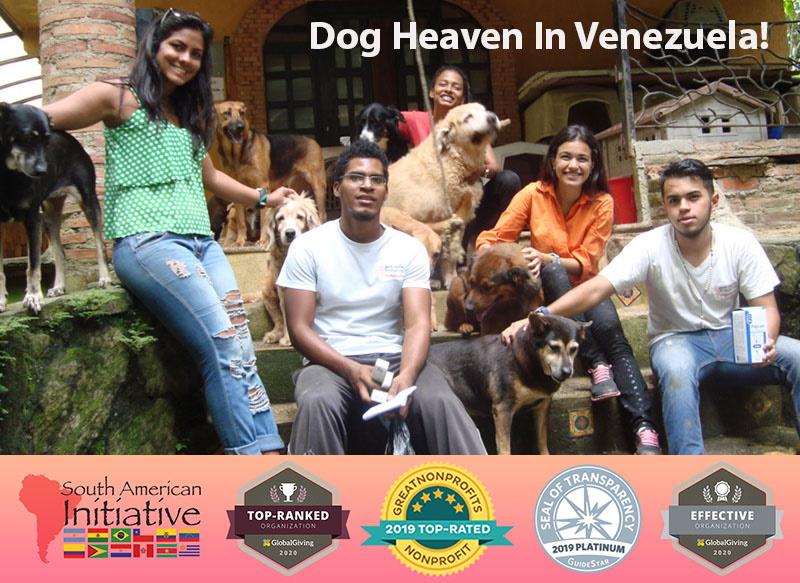 Help Abandoned Venezuelan Pets