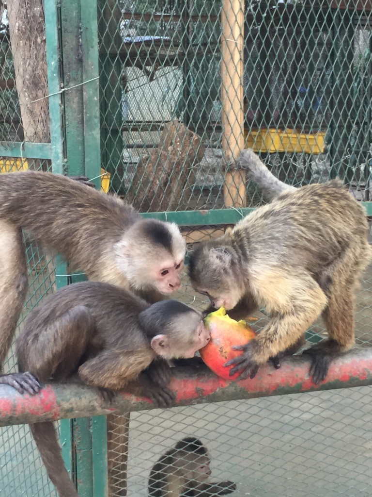 Keeping Venezuelan Zoo Animals in Danger of Extinction Alive