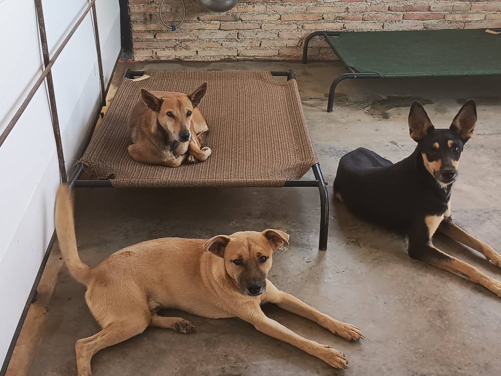 SAI Venezuela: Rescuing and Healing Over 90 Dogs – Providing Food, Medical Care, and Love to Abandoned Animals in Need!