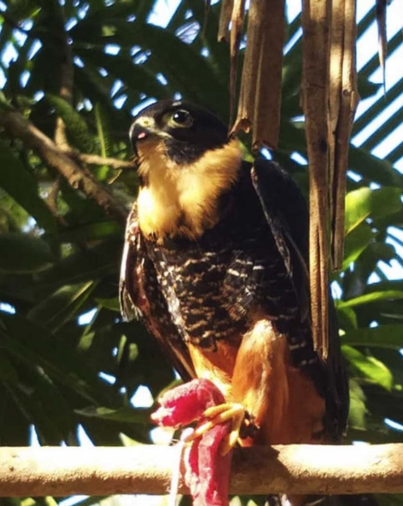 Food Deliveries to the Zoos in Venezuela