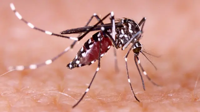 Progress in the fight against malaria in Venezuela: a ray of hope in the midst of crisis