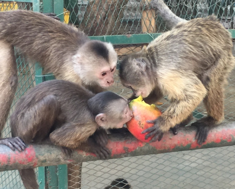 Keeping Venezuelan Zoo Animals in Danger of Extinction Alive