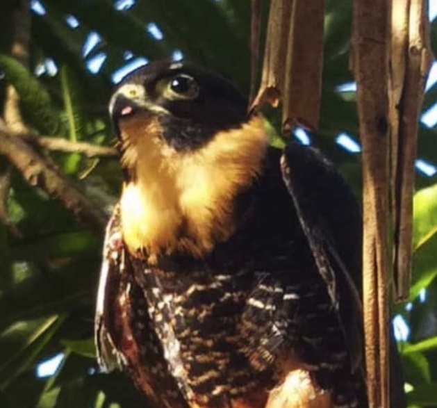 Wild at Heart: How SAI Rescued, Fed, and Protected Venezuela’s Animals in Q1 2024