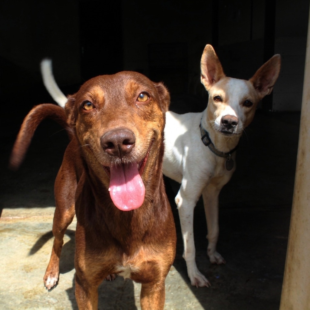 SAI Venezuela is Saving Lives, One Dog at a Time - Food and Shelter for Abandoned Pets in Venezuela
