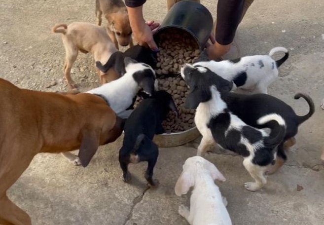 SAI Foundation Delivers Over 2,000 Pounds of Food to Rescue Dogs Across Venezuela